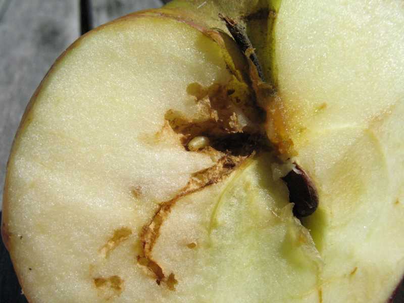 Apple maggot